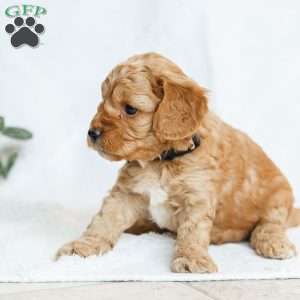 Mara F1b, Cavapoo Puppy